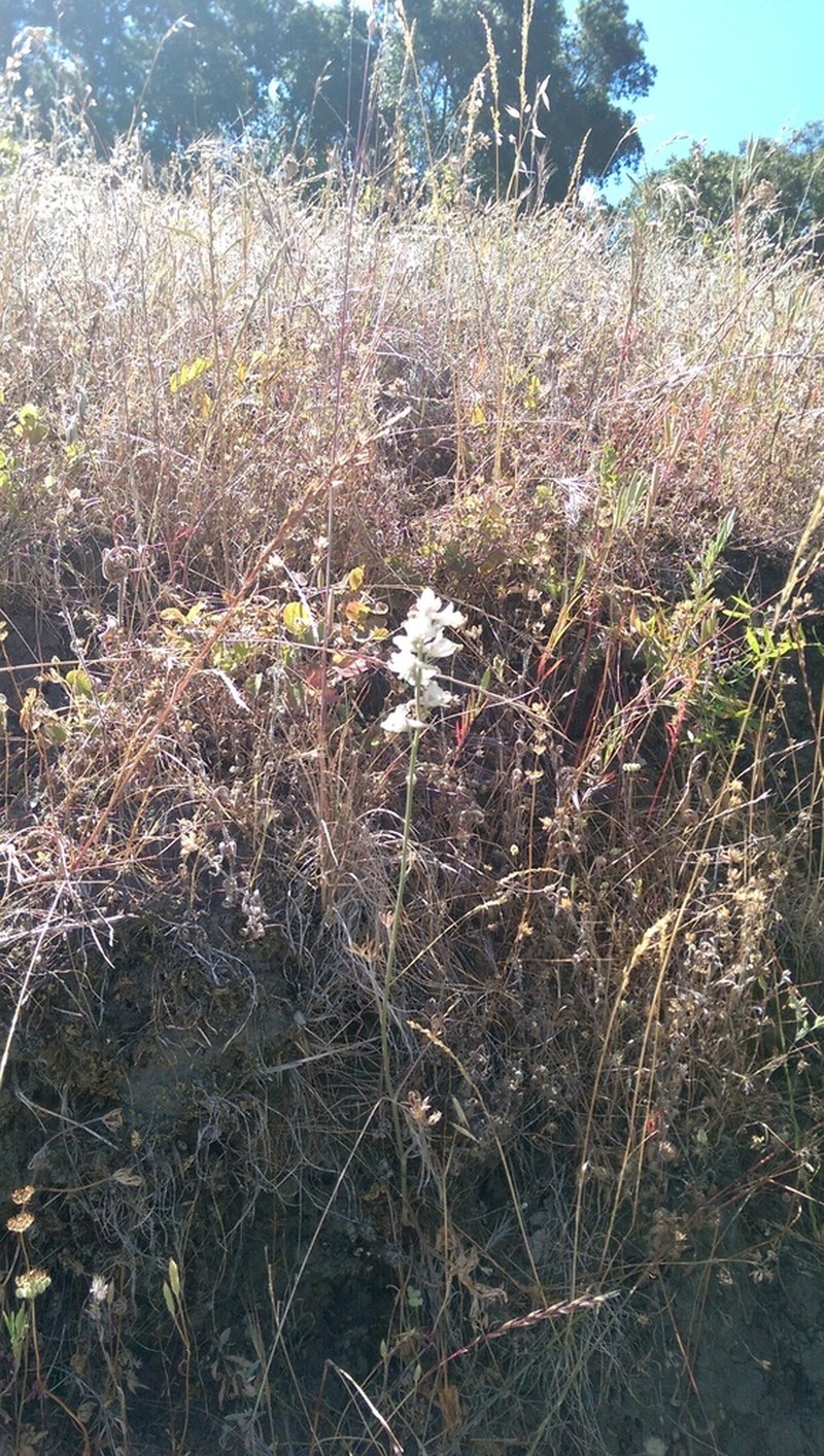 Foothill Larkspur