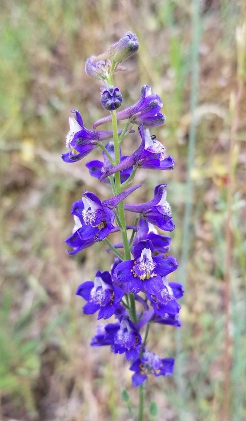 Foothill Larkspur photo 2