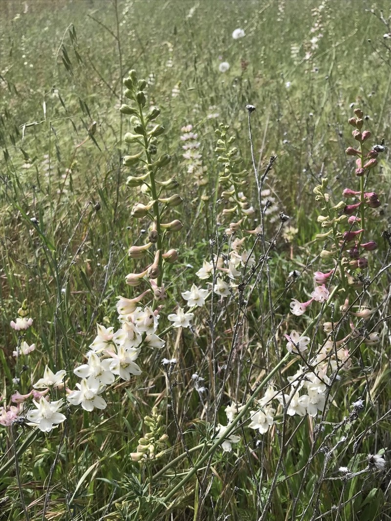 Foothill Larkspur photo 3