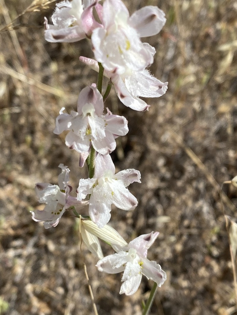 Foothill Larkspur photo 4
