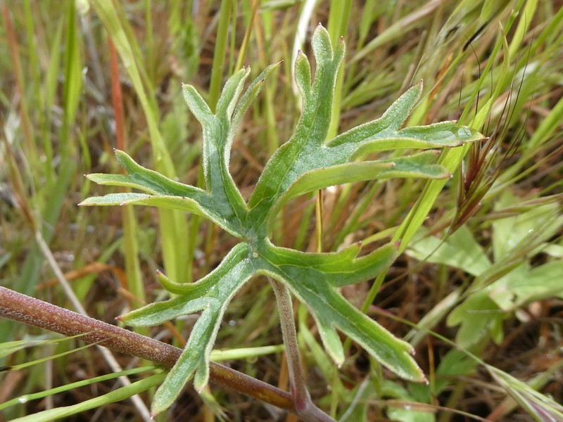 Foothill Larkspur photo 5