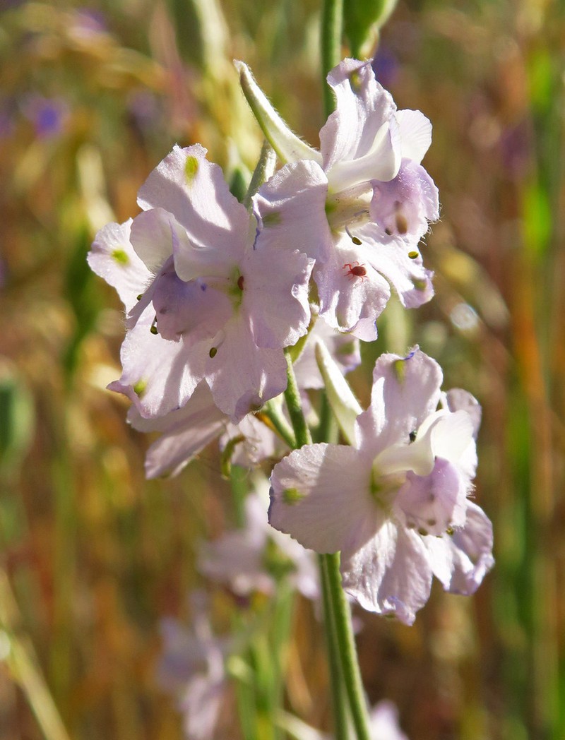 Foothill Larkspur photo 6