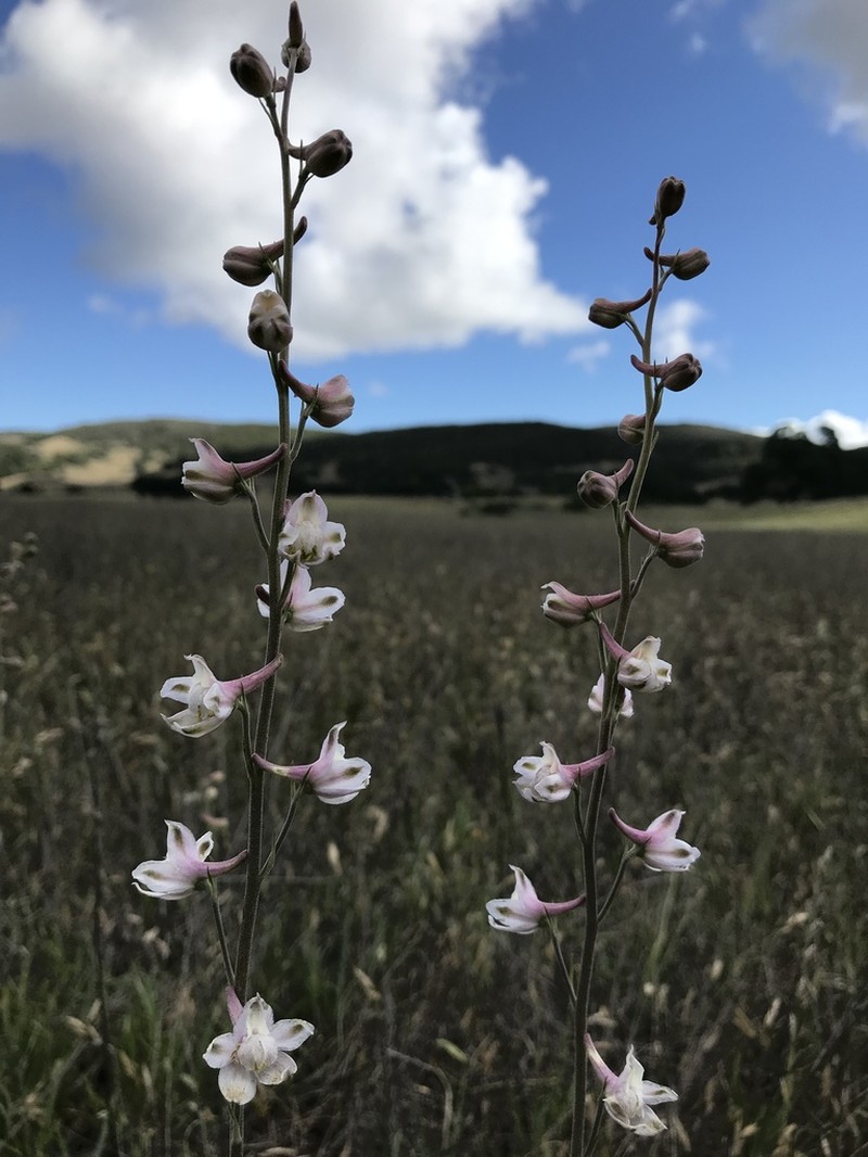 Foothill Larkspur photo 7