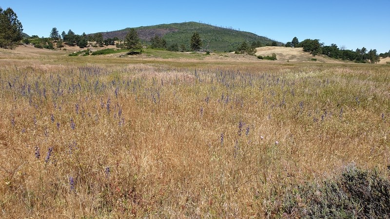 Foothill Larkspur photo 8