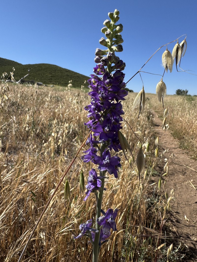 Delphinium hesperium subsp. cuyamacae