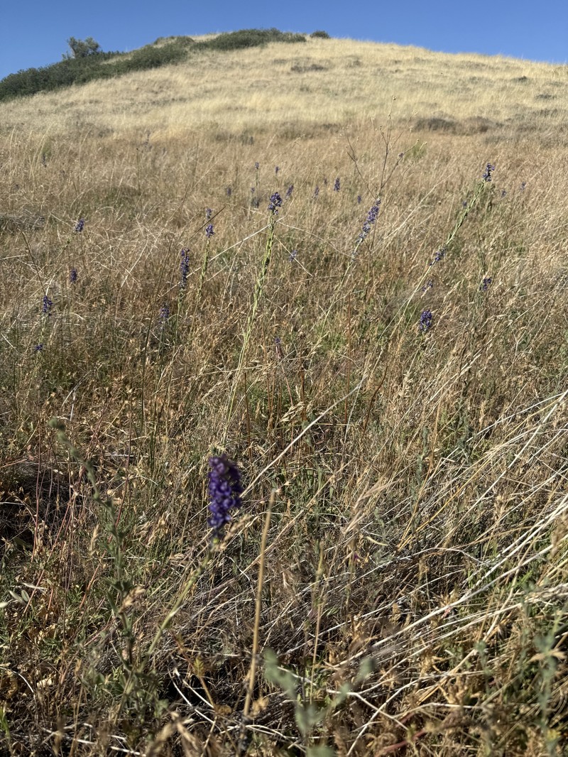 Delphinium hesperium subsp. cuyamacae photo 2