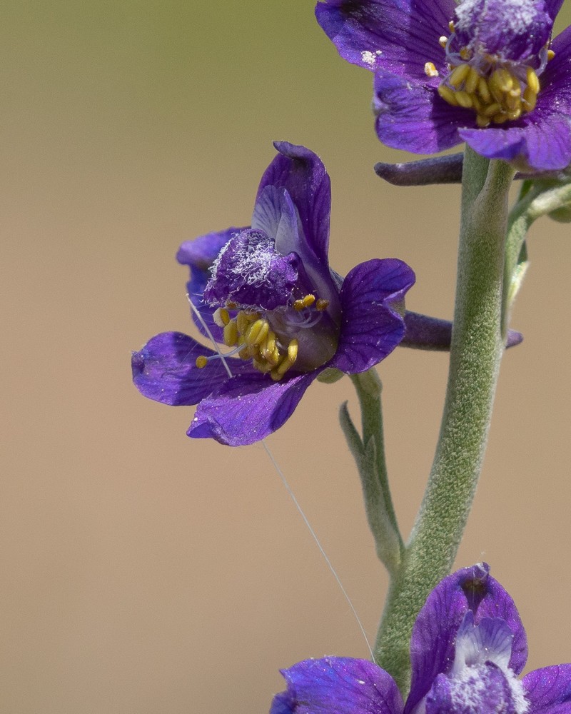 Delphinium hesperium subsp. cuyamacae photo 3