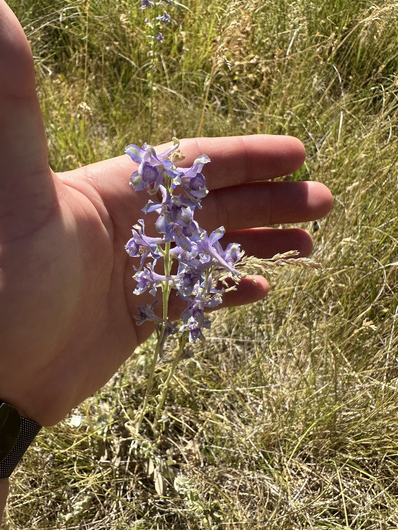 Delphinium hesperium subsp. cuyamacae photo 4