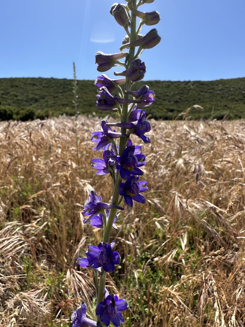 Delphinium hesperium subsp. cuyamacae photo 5