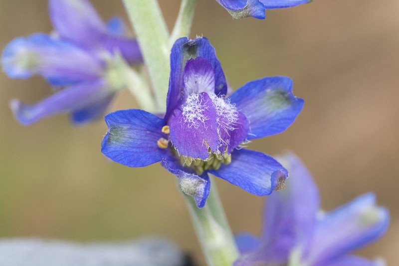 Delphinium hesperium subsp. cuyamacae photo 6