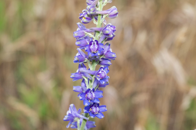 Delphinium hesperium subsp. cuyamacae photo 7