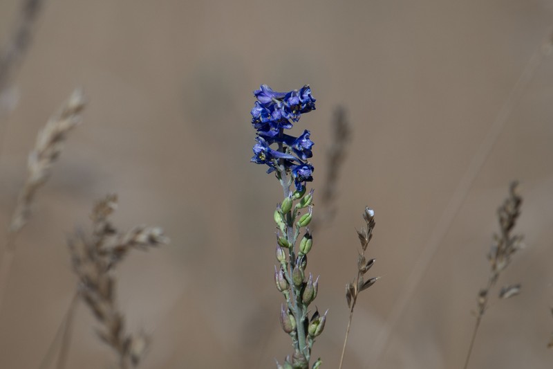 Delphinium hesperium subsp. cuyamacae photo 8