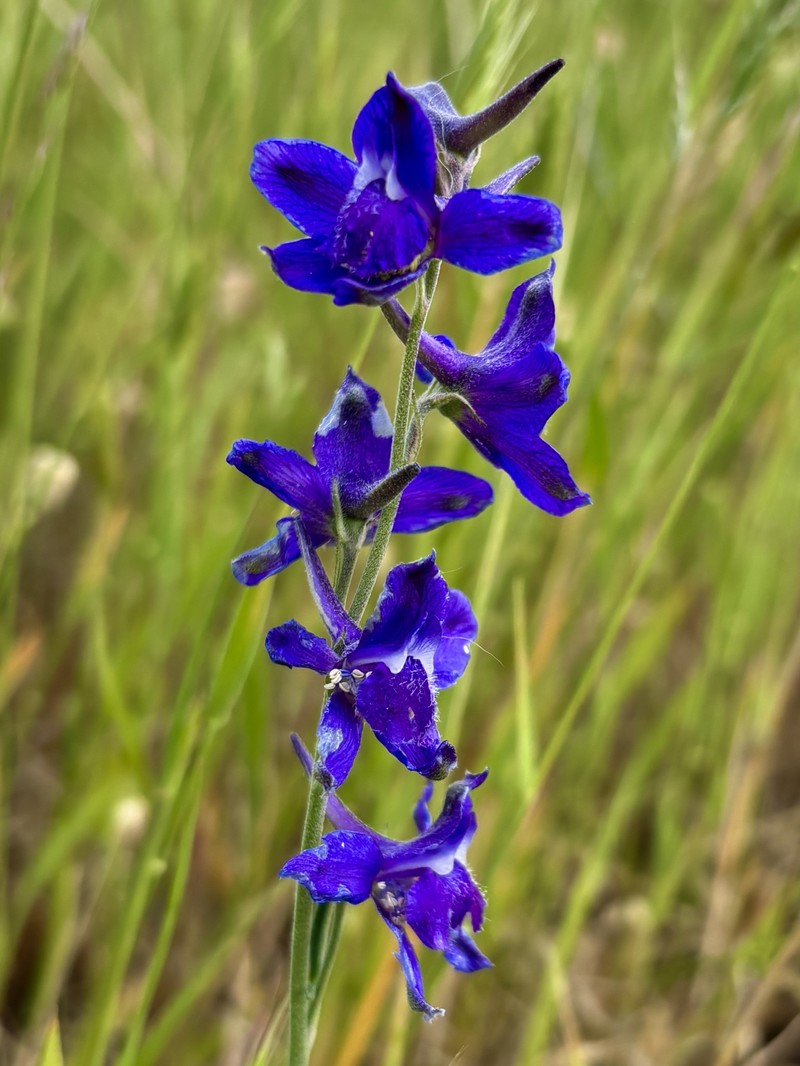 Delphinium hesperium subsp. hesperium