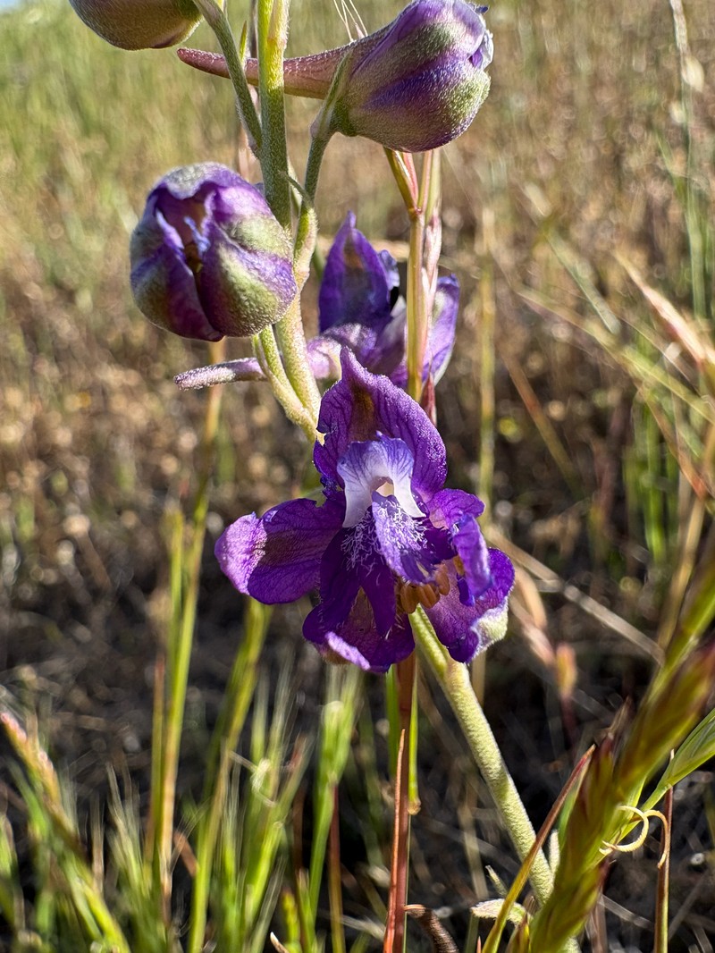 Delphinium hesperium subsp. hesperium photo 2