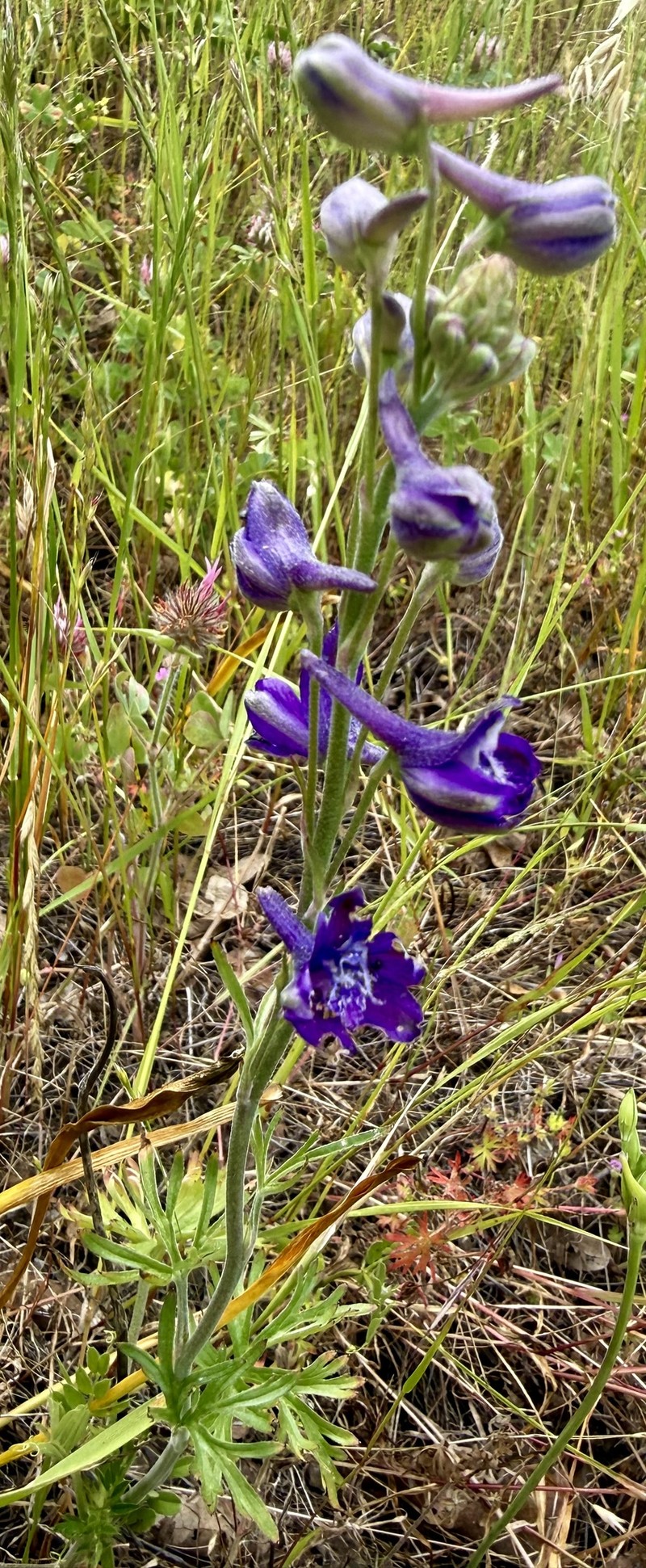 Delphinium hesperium subsp. hesperium photo 3