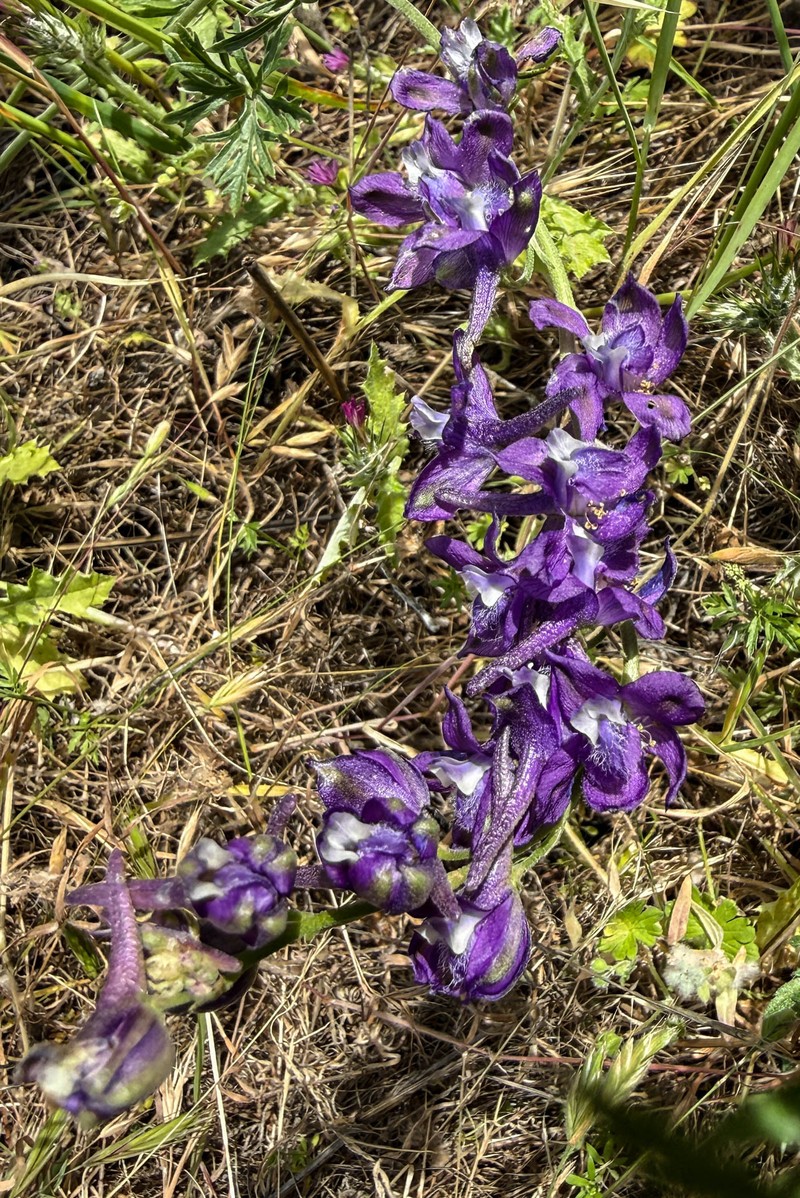 Delphinium hesperium subsp. hesperium photo 4