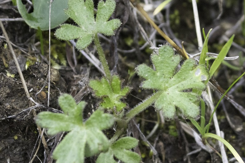 Delphinium hesperium subsp. hesperium photo 5