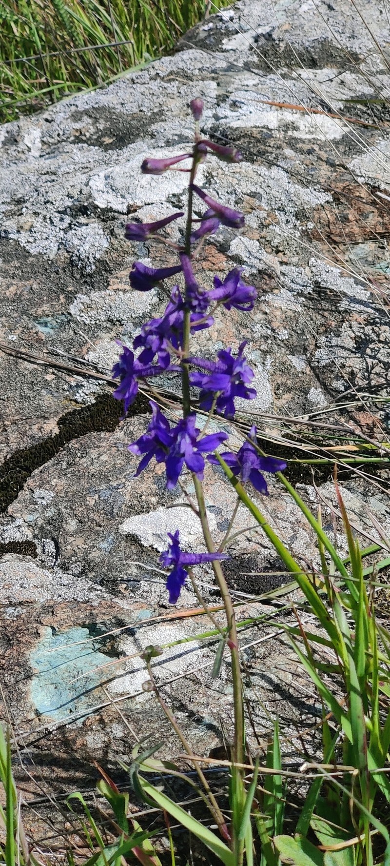 Delphinium hesperium subsp. hesperium photo 6