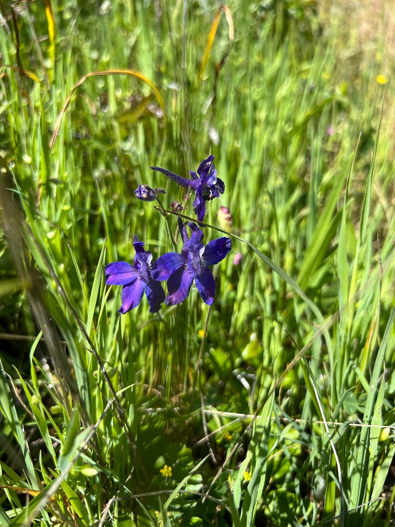 Delphinium hesperium subsp. hesperium photo 7