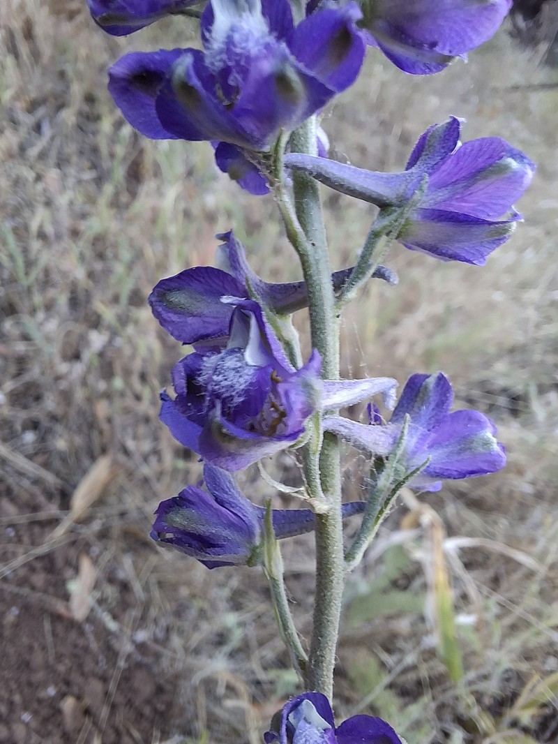 Delphinium hesperium subsp. hesperium photo 8