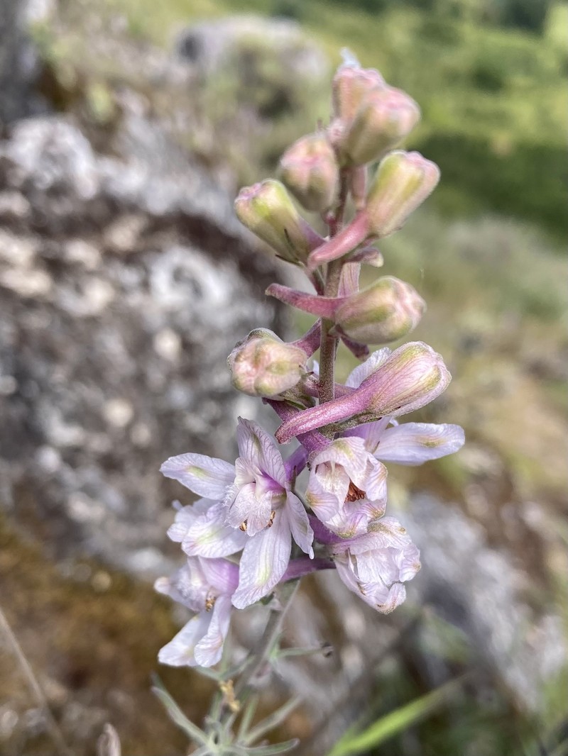 Delphinium hesperium subsp. pallescens