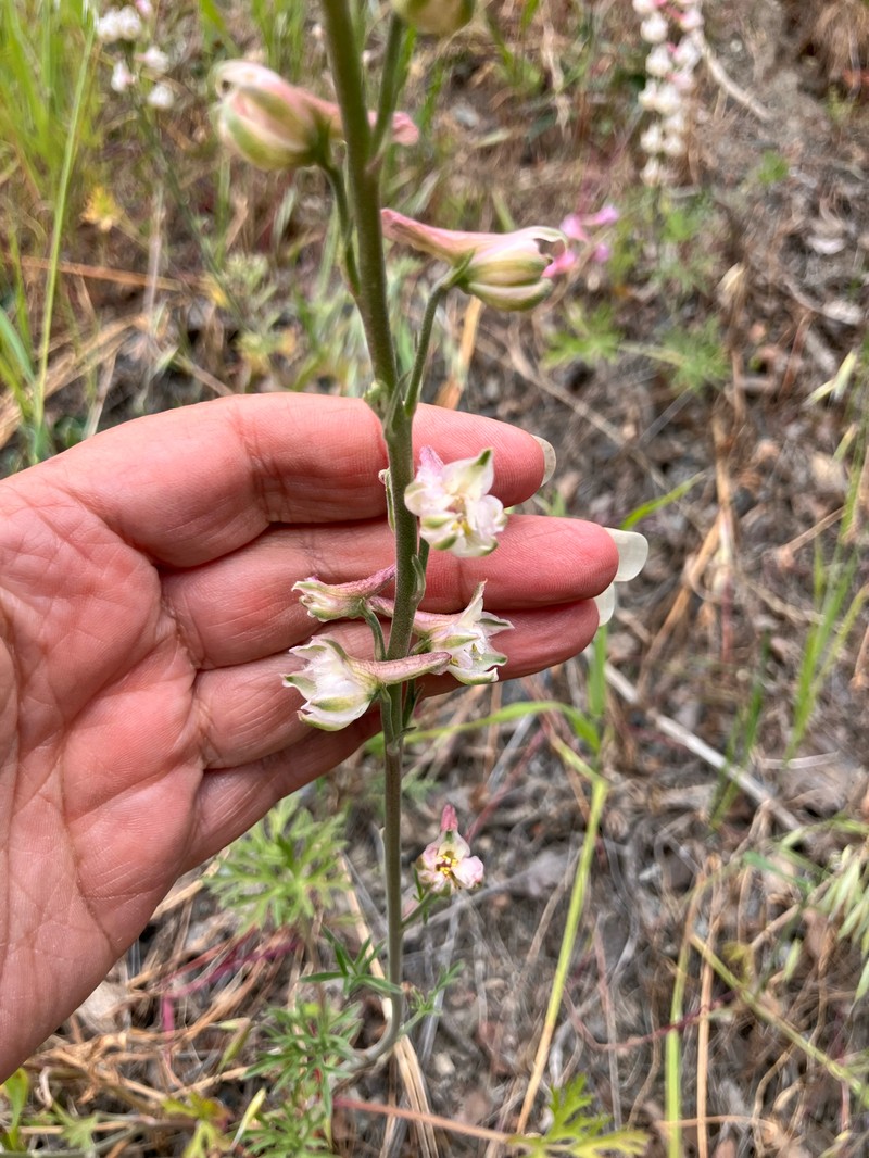 Delphinium hesperium subsp. pallescens photo 2