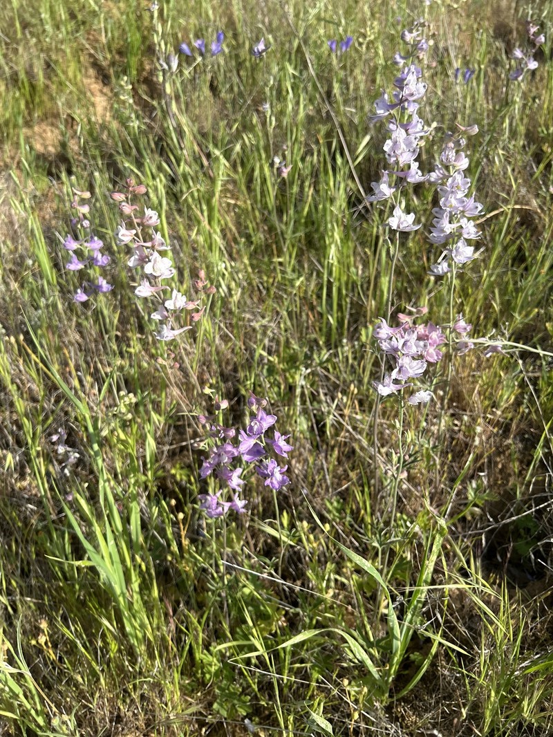 Delphinium hesperium subsp. pallescens photo 3