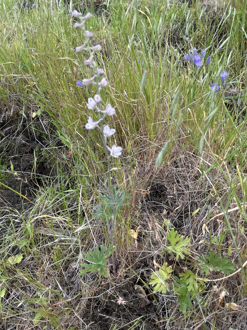 Delphinium hesperium subsp. pallescens photo 4