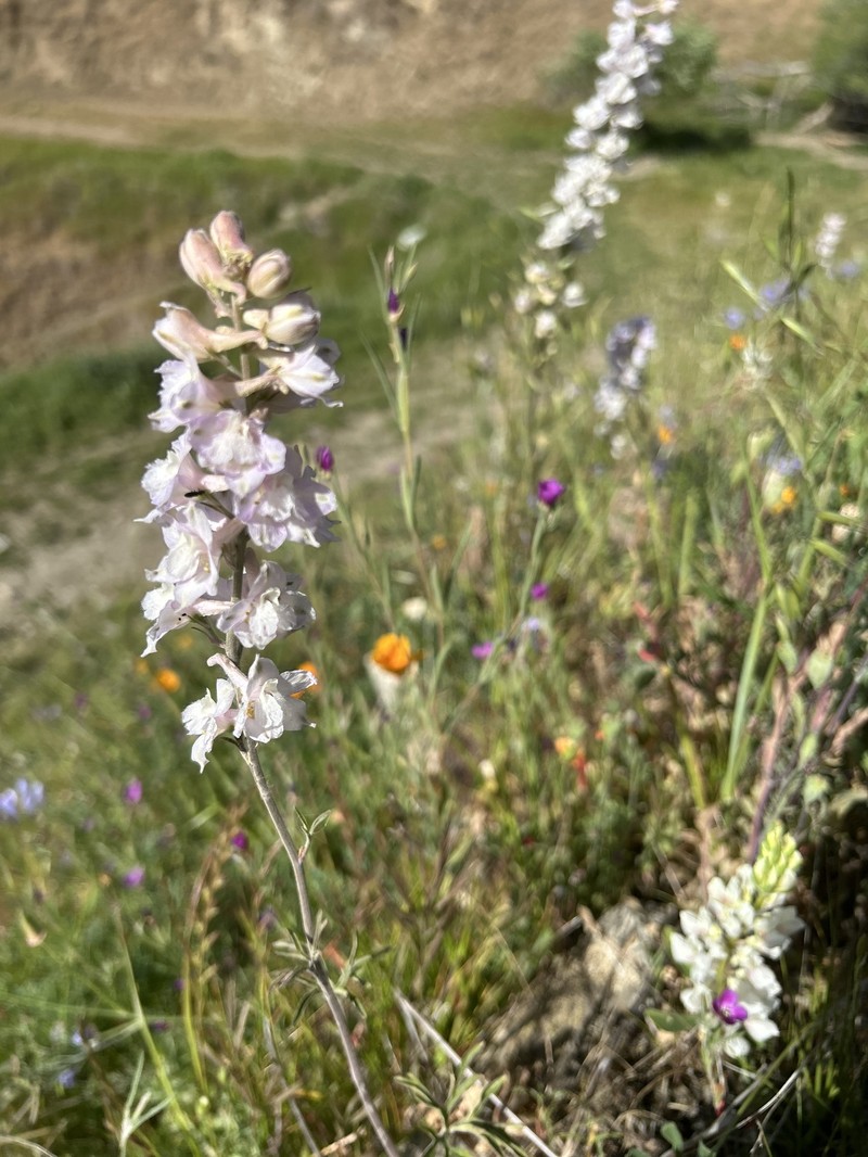 Delphinium hesperium subsp. pallescens photo 5