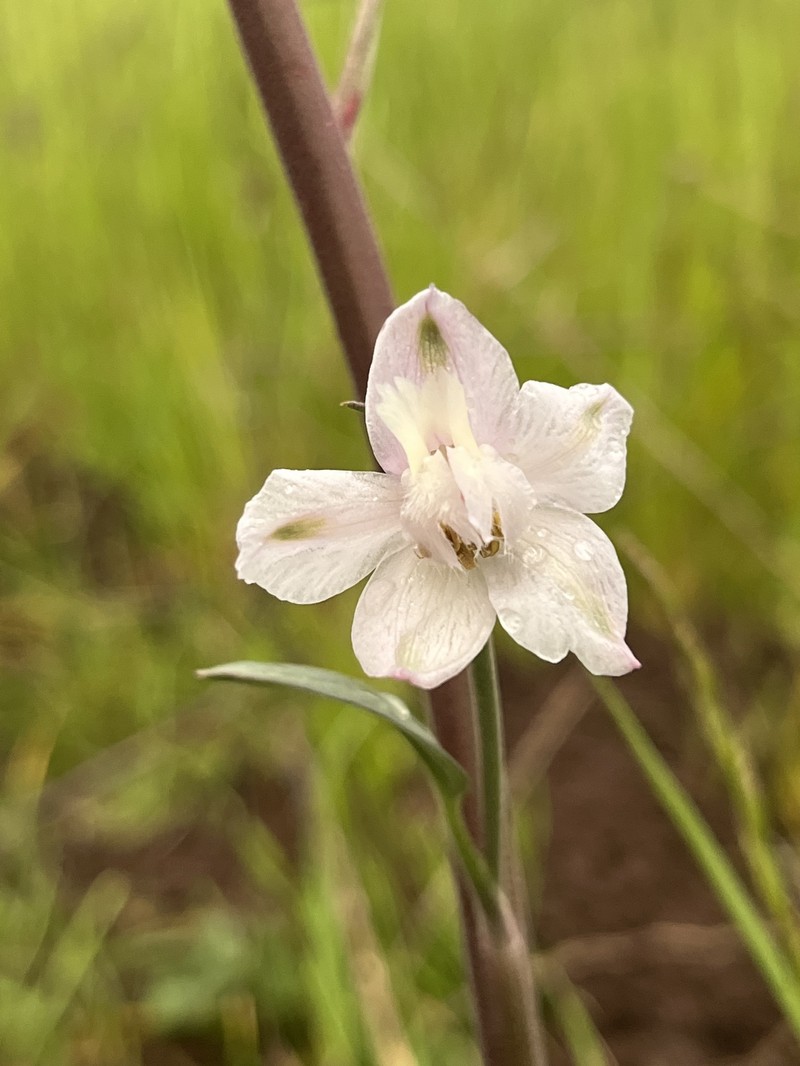 Delphinium hesperium subsp. pallescens photo 7