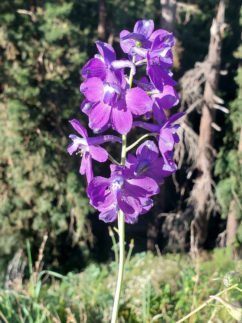 Monterey Larkspur