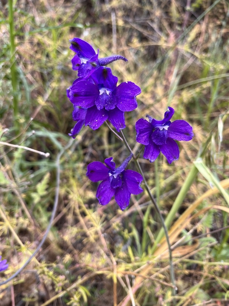 Monterey Larkspur photo 2