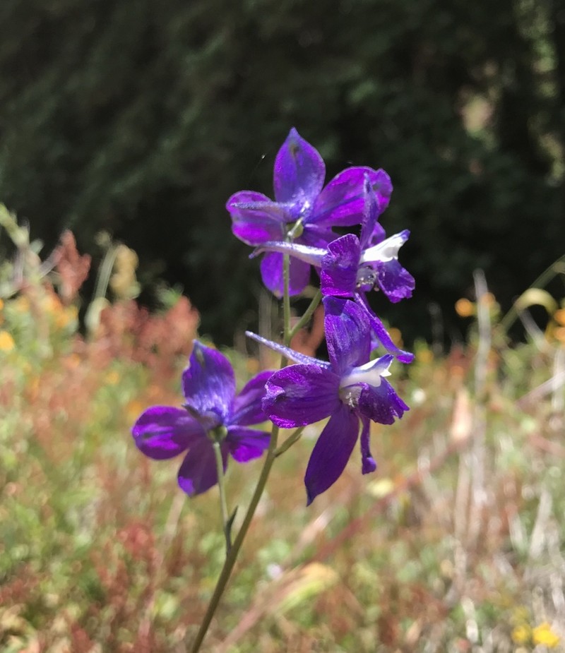Monterey Larkspur photo 3