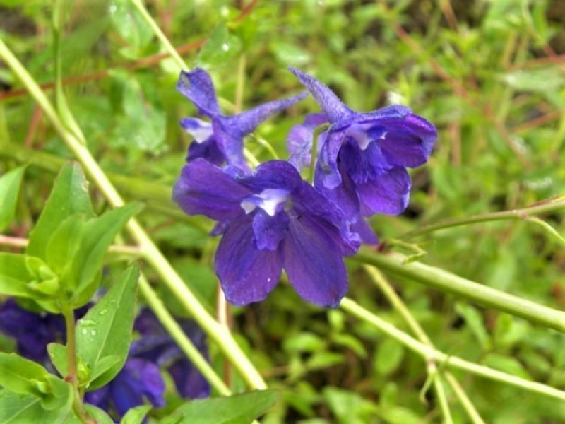 Monterey Larkspur photo 4
