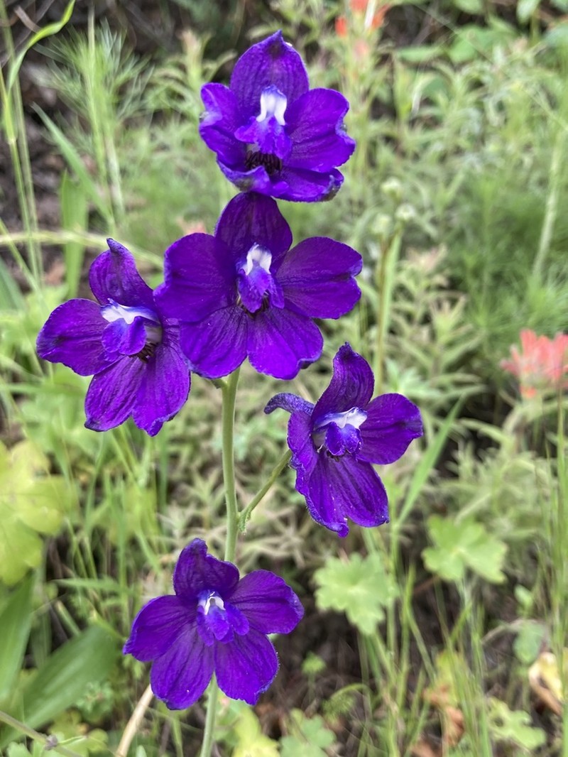 Monterey Larkspur photo 5