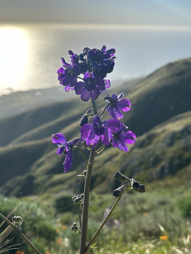 Monterey Larkspur photo 6