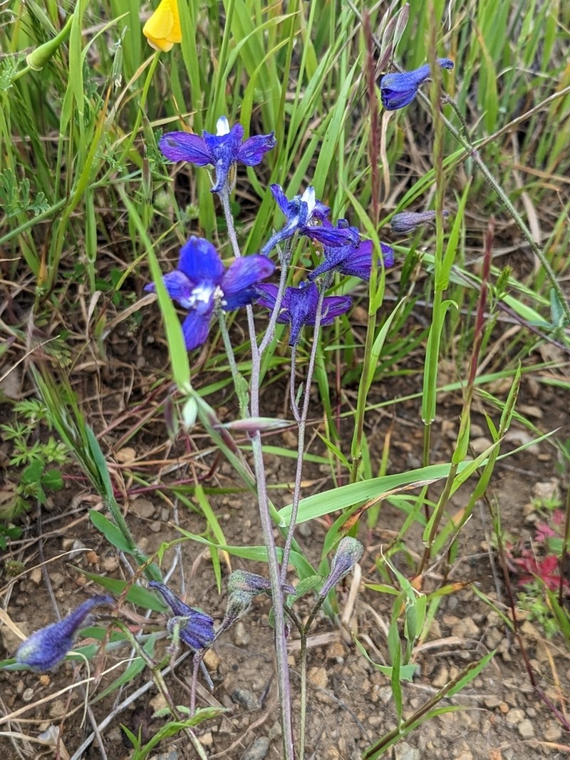 Monterey Larkspur photo 7