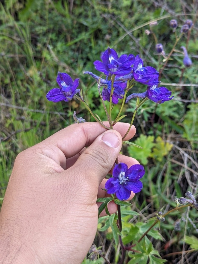 Monterey Larkspur photo 8