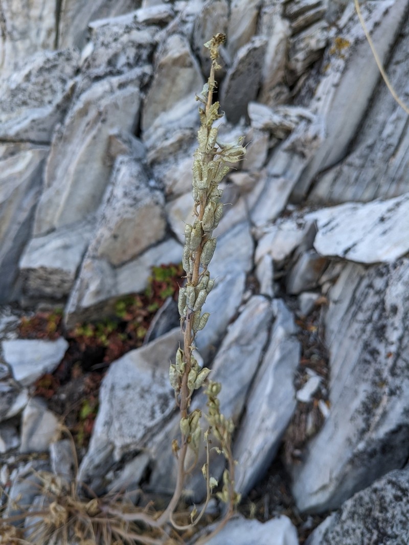 Unexpected Larkspur