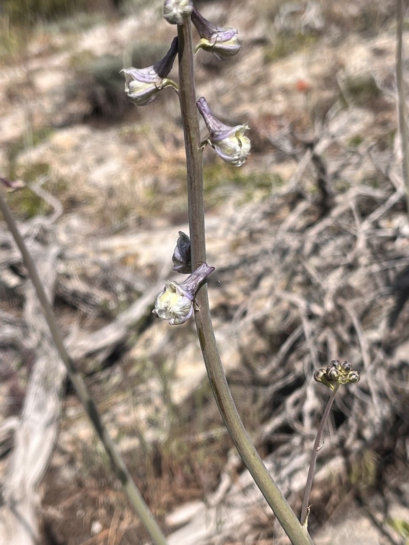 Unexpected Larkspur photo 2