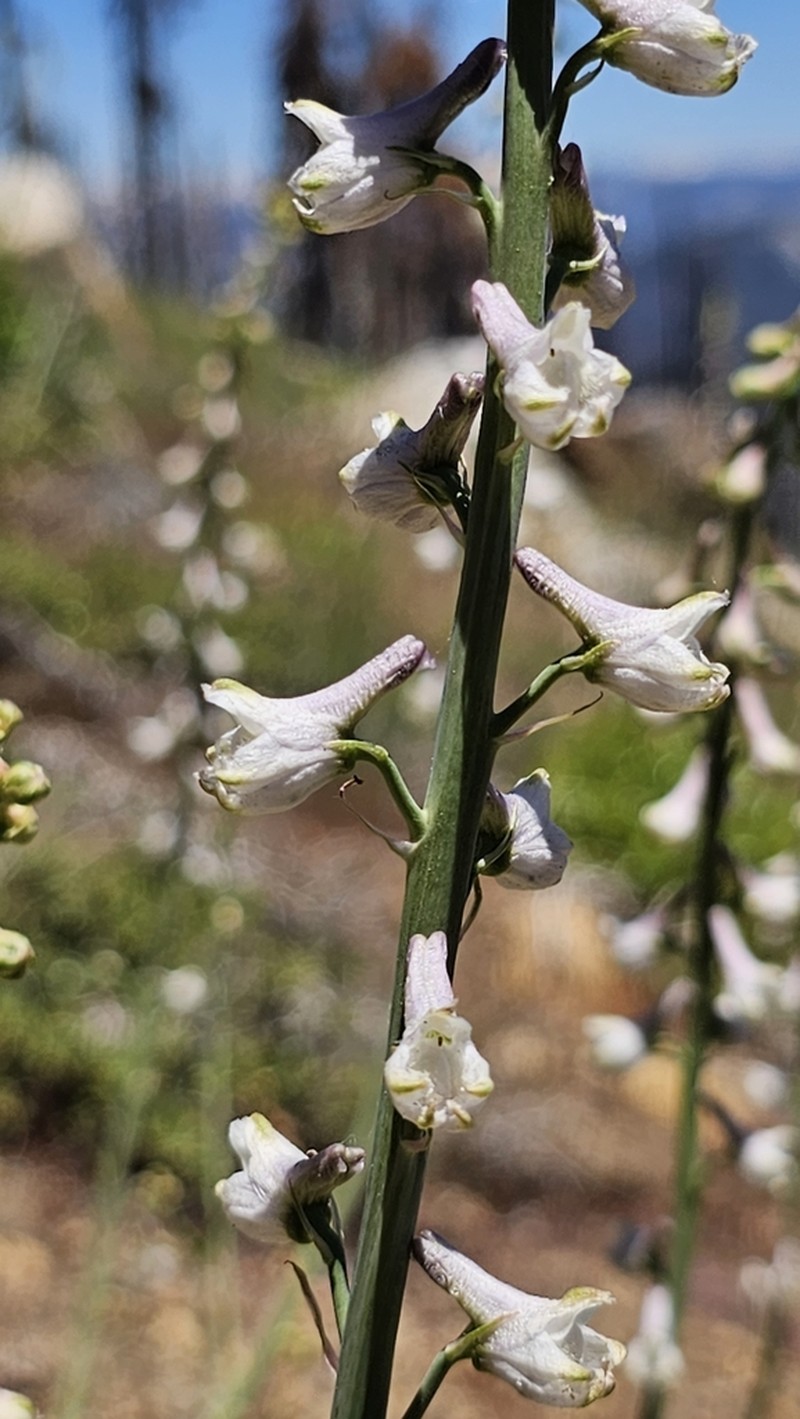Unexpected Larkspur photo 3