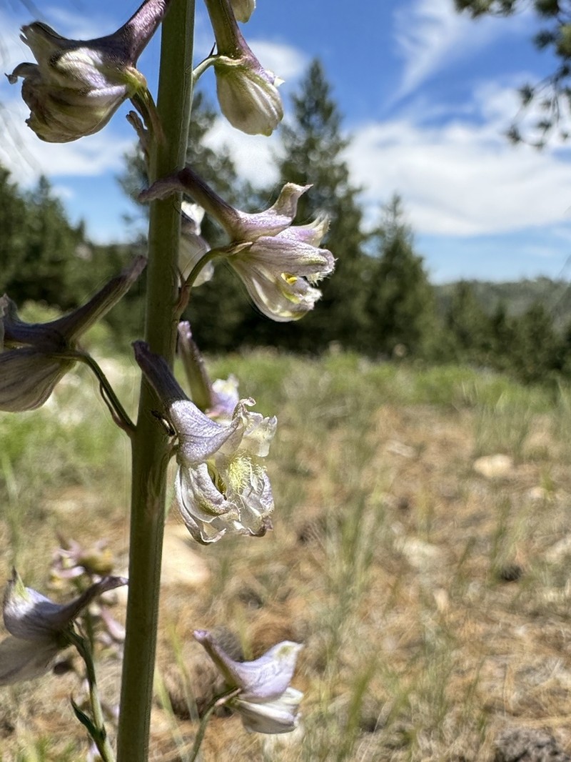 Unexpected Larkspur photo 4