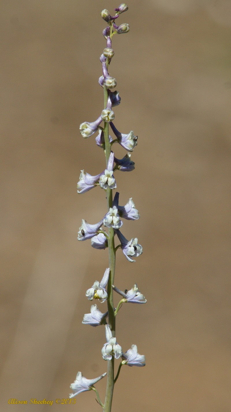 Unexpected Larkspur photo 5