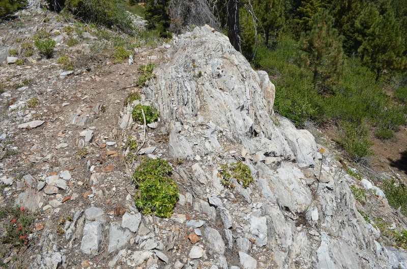 Unexpected Larkspur photo 6