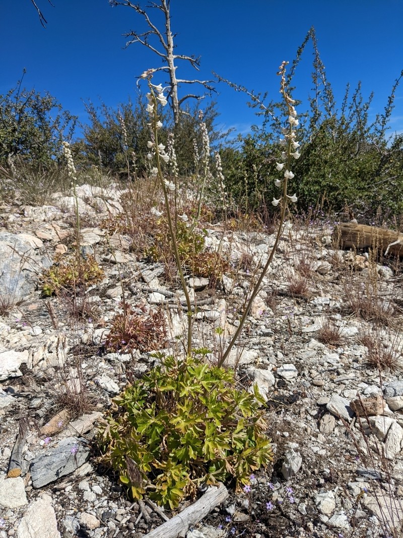 Unexpected Larkspur photo 7