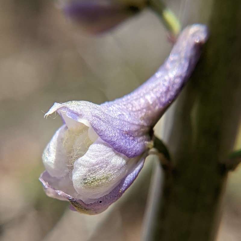 Unexpected Larkspur photo 8