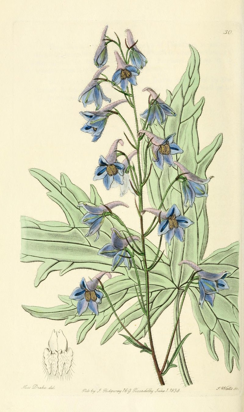 Delphinium laiflorum