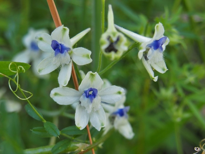 Delphinium leucophaeum
