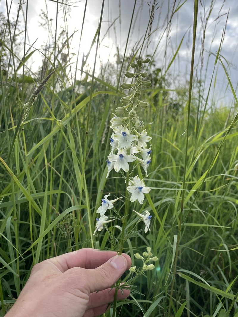 Delphinium leucophaeum photo 2