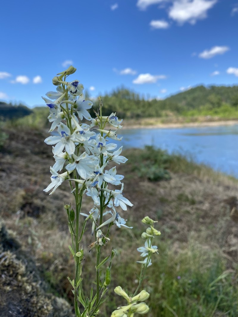 Delphinium leucophaeum photo 3